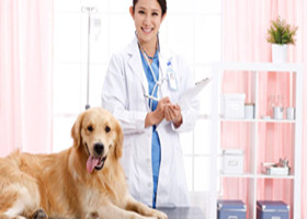 宠物保定、临床检查